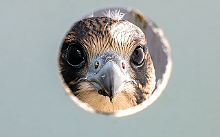 Cyfrowa kartoteka ptaków Warmii i Mazur Cyfrowa kartoteka ptaków Warmii i Mazur